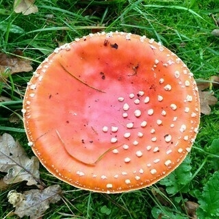 paddenstoel rood met witte stippen
